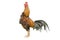 Isolated rooster