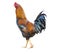 Isolated rooster with clipping path