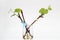 Isolated rooted grapevine cuttings with green young leaves on a white background. The process of growing vines at home