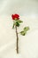 Isolated Rose with thorny stem.