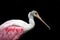 Isolated Roseate Spoonbill bird in zoo