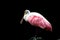 Isolated Roseate Spoonbill bird in zoo