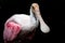 Isolated Roseate Spoonbill bird in zoo