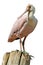 Isolated Roseate Spoonbill on wood post