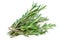 Isolated Rosemary herb. Fresh green rosemary bunch isolated on a