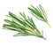 Isolated Rosemary herb. Fresh green rosemary bunch on a white ba