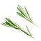 Isolated Rosemary herb. Fresh green rosemary bunch on a white ba