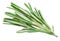 Isolated Rosemary herb. Fresh green rosemary isolated on a white