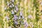 Isolated rosemary twig with rosemary flowers in bloom and blurred background