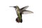 Isolated Ruby-throated Hummingbird