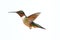 Isolated Ruby-throated Hummingbird