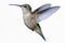 Isolated Ruby-throated Hummingbird on white