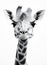 Isolated safari nature wildlife wild white head giraffe long mammal portrait animal africa