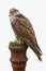 Isolated Saker Falcon -