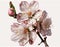 Isolated sakura blooms on a white background