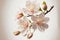 Isolated sakura blooms on a white background