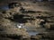 Isolated Sandpiper in a Coquina Rock Tidal Pool