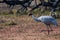 An isolated Sarus Crane  Grus antigone is a nonmigratory bird , taken in Keoladeo national park