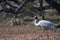 An isolated Sarus Crane  Grus antigone is a nonmigratory bird , taken in Keoladeo national park