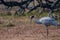 An isolated Sarus Crane  Grus antigone is a nonmigratory bird , taken in Keoladeo national park