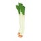 Isolated scallion icon