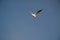 Isolated seagull flying in the air alone