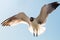 Isolated seagull flying in the blue sky.