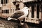 Isolated seagull in vintage hues, in Venice, Italy