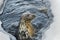 Isolated seal on ice during winter