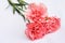 Isolated shallow focus closeup shot of pink Carnation flowers lying in front of a white background