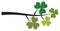 Isolated Shamrock Branch. Vector St. Patrick Shamrock