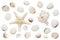 Isolated shells, starfish on a white background