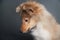 Isolated shetland sheepdog puppy portrait in the studio, cute sheltie puppy