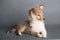 Isolated shetland sheepdog puppy in the studio