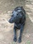 Isolated shiny pitch Black female Labrador Canine Pet lying on sand with her front legs stretched out