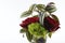 Isolated shoot of red rose and tradescantia zebrina plant.