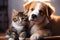 Isolated shot Curious calico cat nuzzles a chocolate Labrador retriever