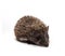 Isolated shot of an endearing hedgehog on white background