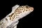 Isolated Shot of Leopard Gecko Shedding Skin