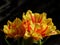 Isolated shot of yellow-red shaded Tulip flowers on an empty background