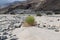 An isolated shrub on river bank between sand and stones.