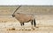 Isolated side profile of a Gemsbok oryx