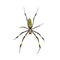 Isolated Silk Spider