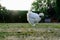 Isolated Silkie Chicken seen on a private lawn in late summertime.