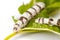 Isolated Silkworm with Leaf