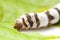 Isolated Silkworm with Leaf