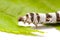 Isolated Silkworm with Leaf