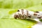 Isolated Silkworm with Leaf