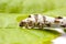 Isolated Silkworm with Leaf