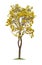 Isolated Silver trumpet tree or Yellow Tabebuia on white background